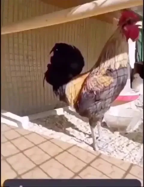 Петух внезапно падает
