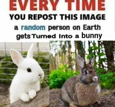 Repost Turns Someone Into a Bunny