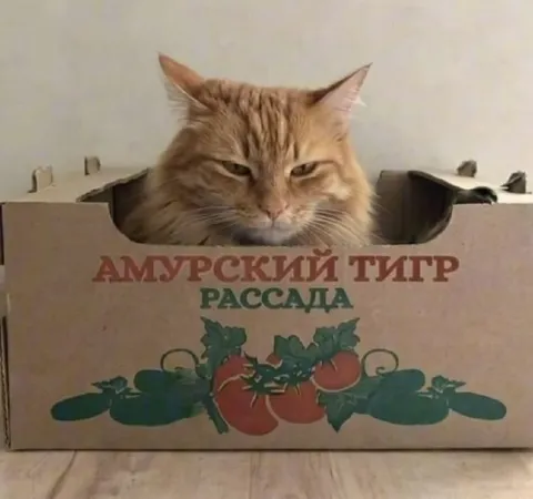 Амурский тигр в коробке