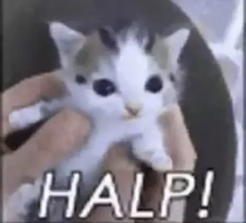 Tiny Kitten Says HALP