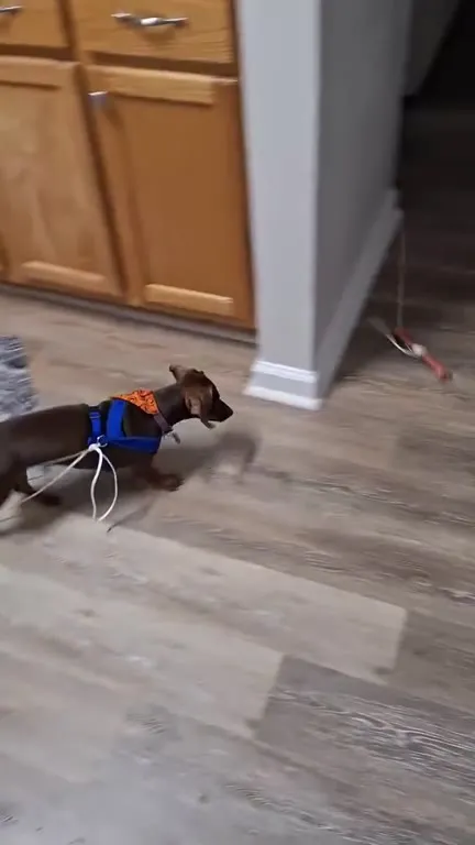 Dachshund Retrieving the Sausage Toy