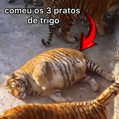 Comeu os três pratos de trigo