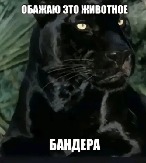 Пантера обожает бандеровца