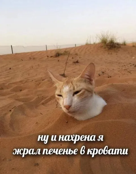 Кот, жарящий печенье в песке