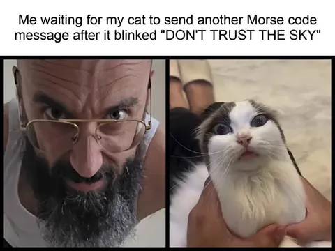 Cat Warns About the Sky