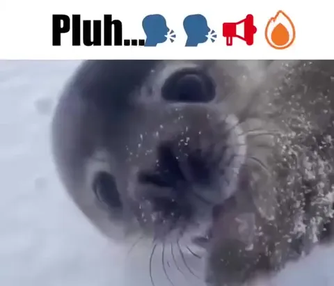 Pluh and the Sad Seal