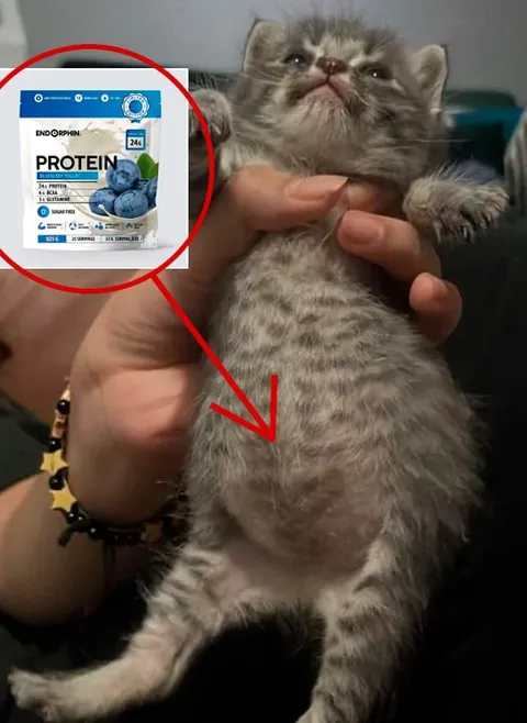Kitten Needs More Protein