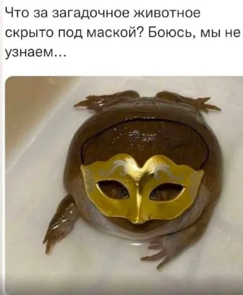 Загадочное животное под маской
