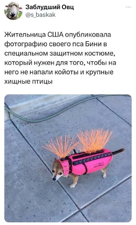 Костюм для защиты от койотов