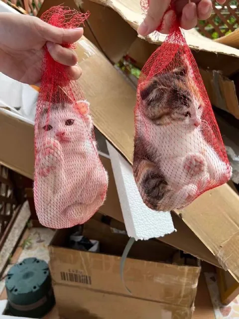 Котята в красных сетках