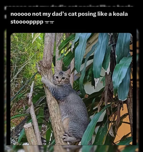 Dad’s Cat Posing Like a Koala