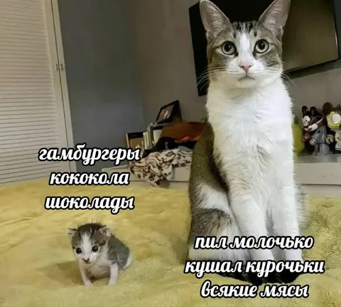 Кот и котёнок с разным рационом