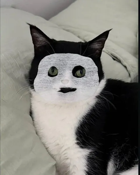 Кот с человеческим лицом