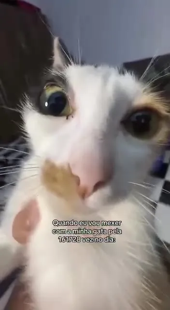 Mexendo na gata pela milésima vez