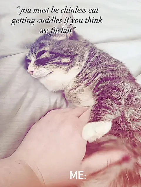 Chinless Cat Getting Cuddles
