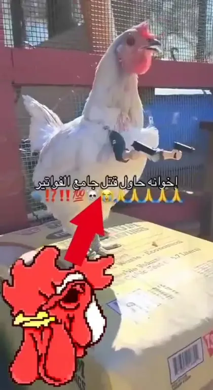 الدجاجة تحاول قتل جامع الفواتير