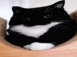 Недовольный кот-бухгалтер