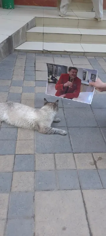 Кот смотрит на фотографию мужчины