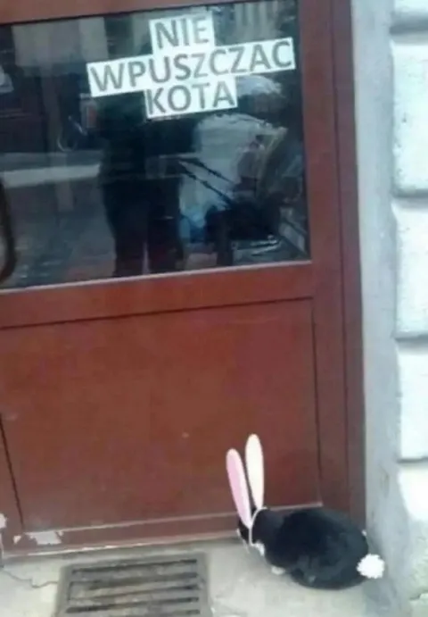 Kot nie może wejść