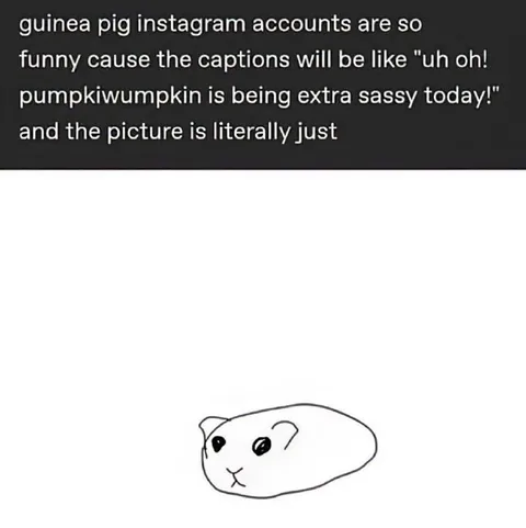 Guinea Pig Instagram Captions