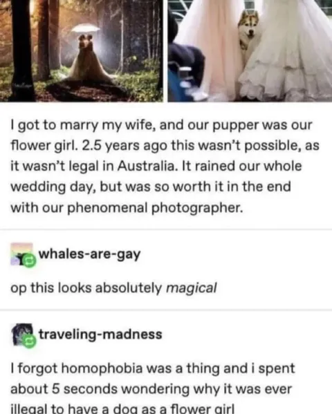 Dog Flower Girl Wedding