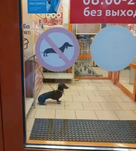 Собака зашла туда, где нельзя