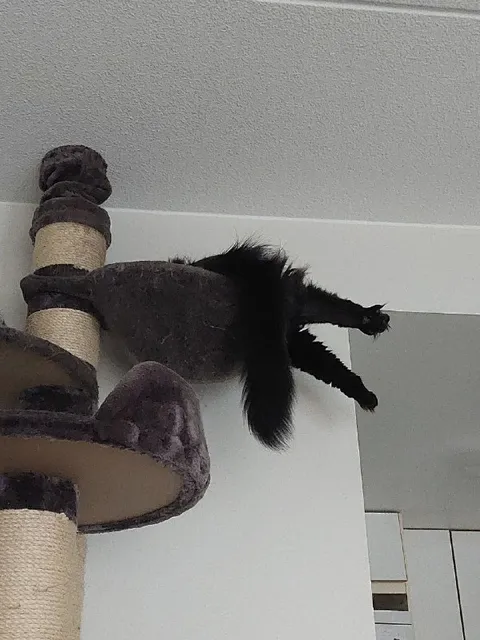Кот свисает с когтеточки
