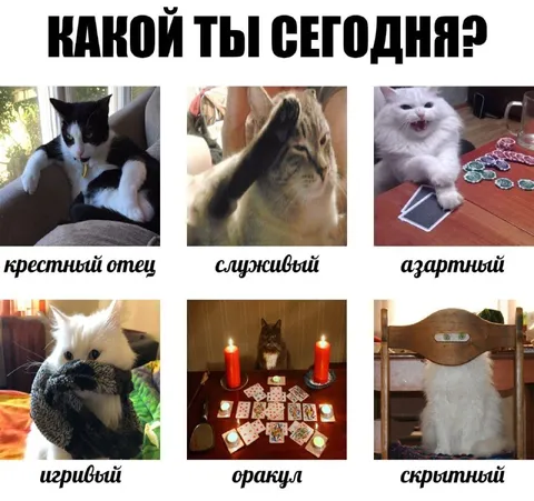 Какой ты сегодня: коты
