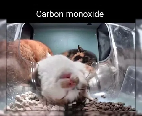Cat Overcome by Carbon Monoxide