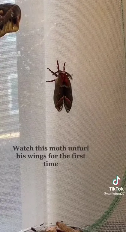 Moth Unfurls Its Wings