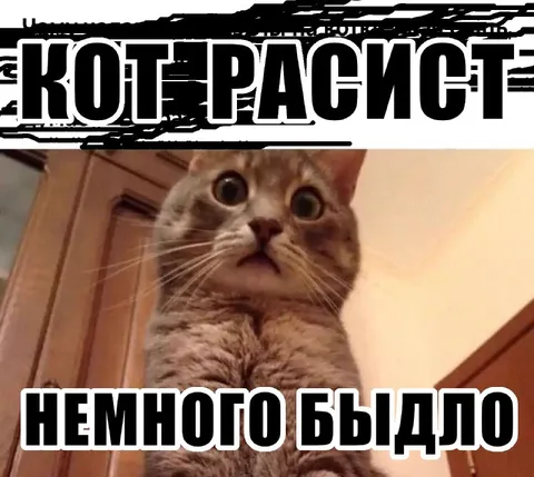 Кот расист немного выдыло