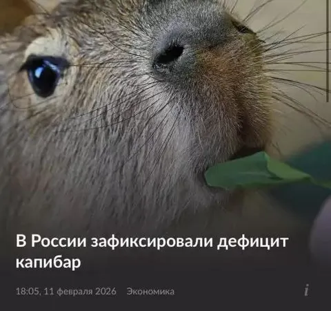 Дефицит капибар в России
