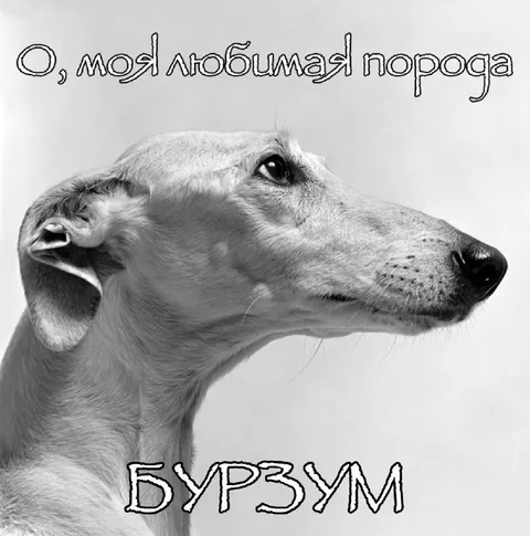 Любимая порода — бурзум