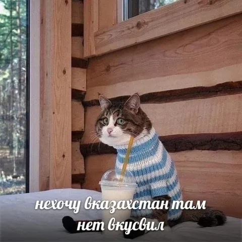 Кот не хочет в Казахстан
