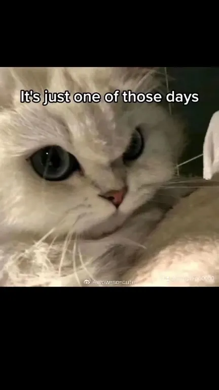Cats Having One of Those Days