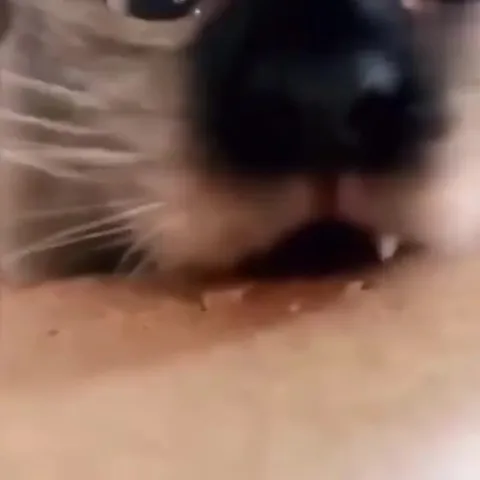 Кот нюхает камеру крупным планом
