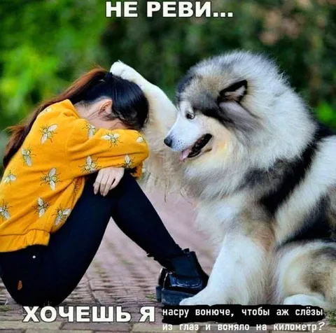 Не реви, хочешь я насру