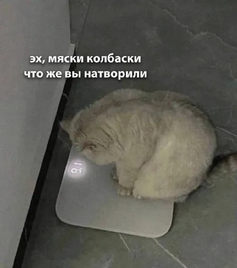 Кот на весах в недоумении