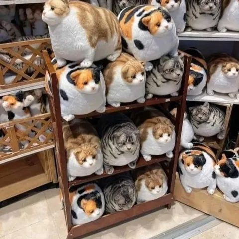 Полка с плюшевыми котами