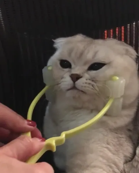 Кот на телефонном разговоре
