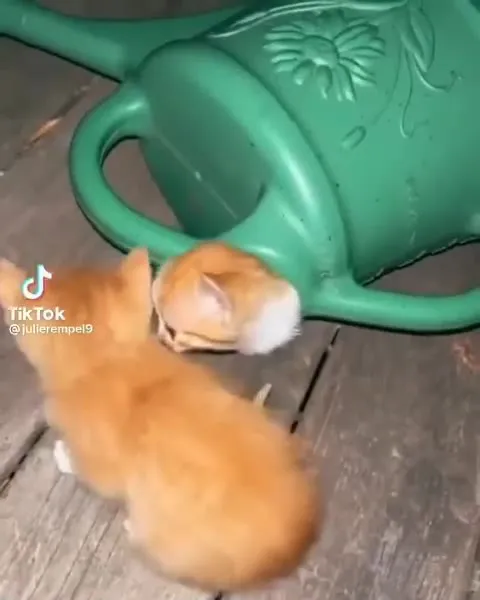 Генератор котят из лейки