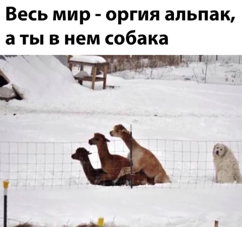 Весь мир — оргия альпак