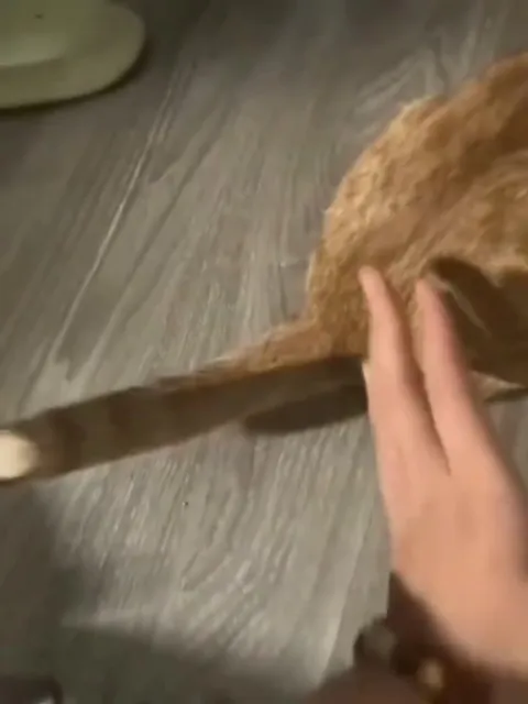 Кот с хвостом как удочка