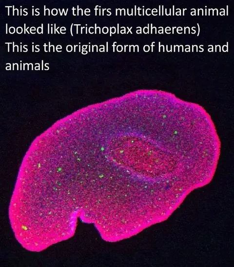Original Form of Humans