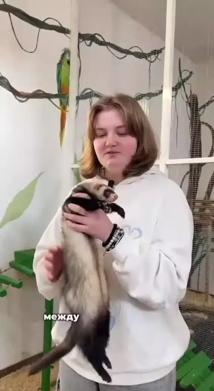 Хорёк гнётся почти пополам