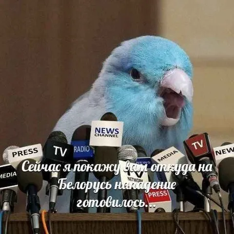 Попугай покидает место преступления