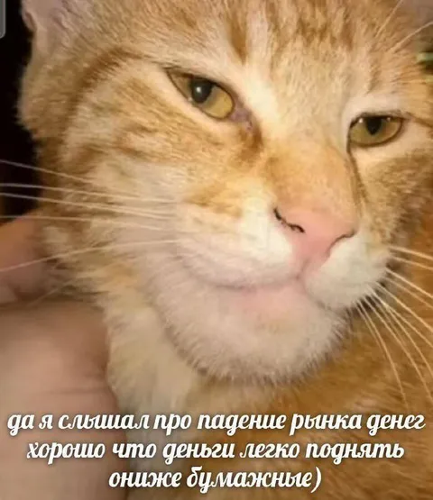 Кот про падение рынка