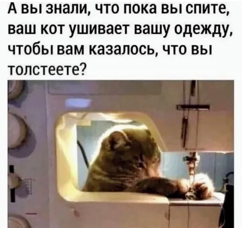 Кот ушивает одежду во сне