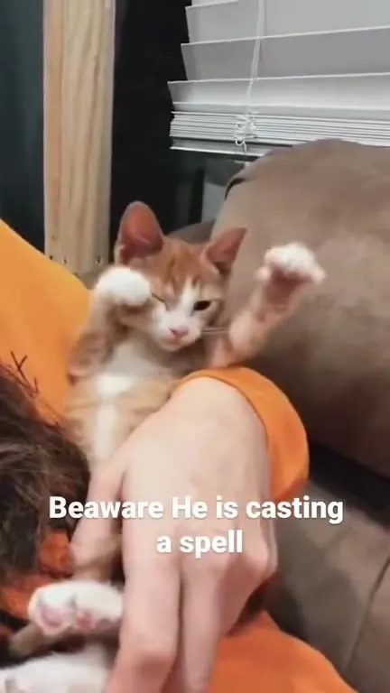 Kitten Casting a Spell
