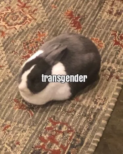 Transgender Bunny on Carpet